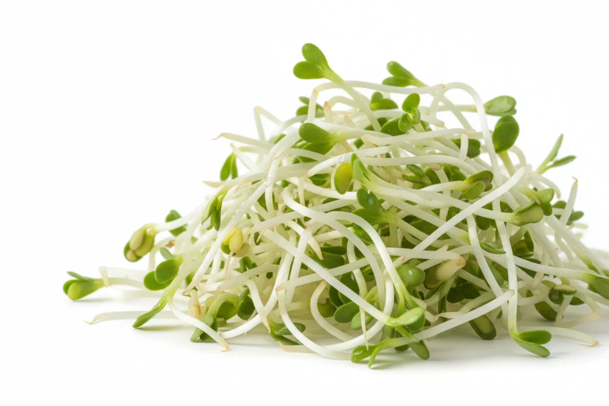 How do I grow alfalfa sprouts at home using a sprouting kit?