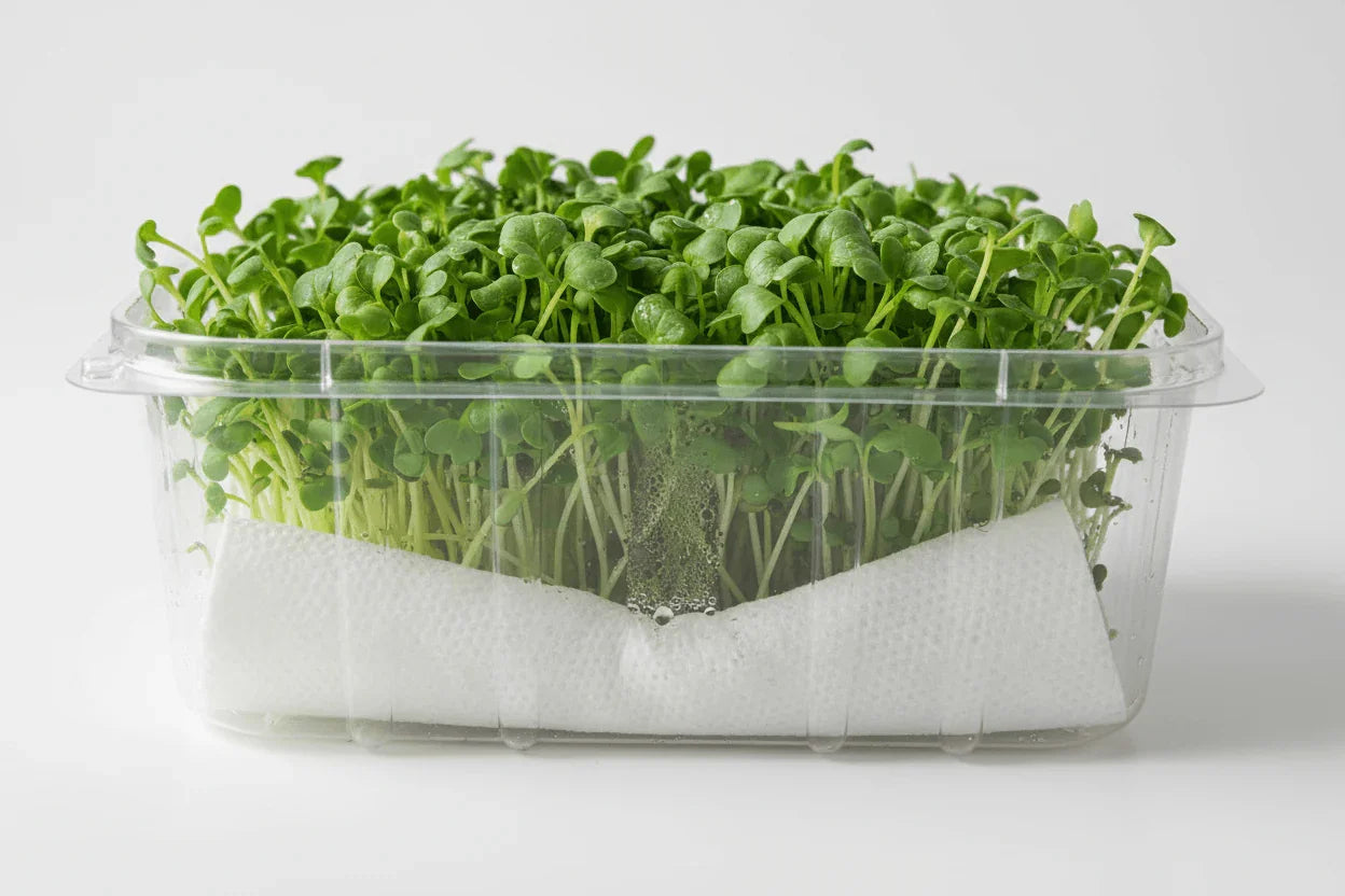 Ultimate Guide: Storing Fresh Sprouts After Harvest