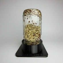Mason Jar Sprouting kit with broccoli sprouts inside